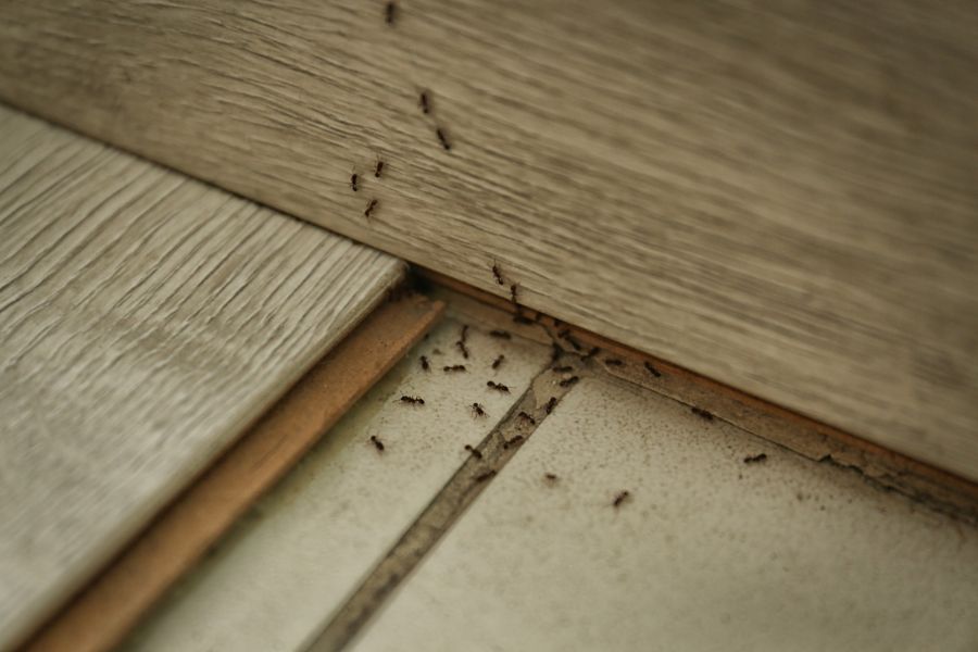 Carpenter ant extermination by Bug-N-Out Pest Solutions