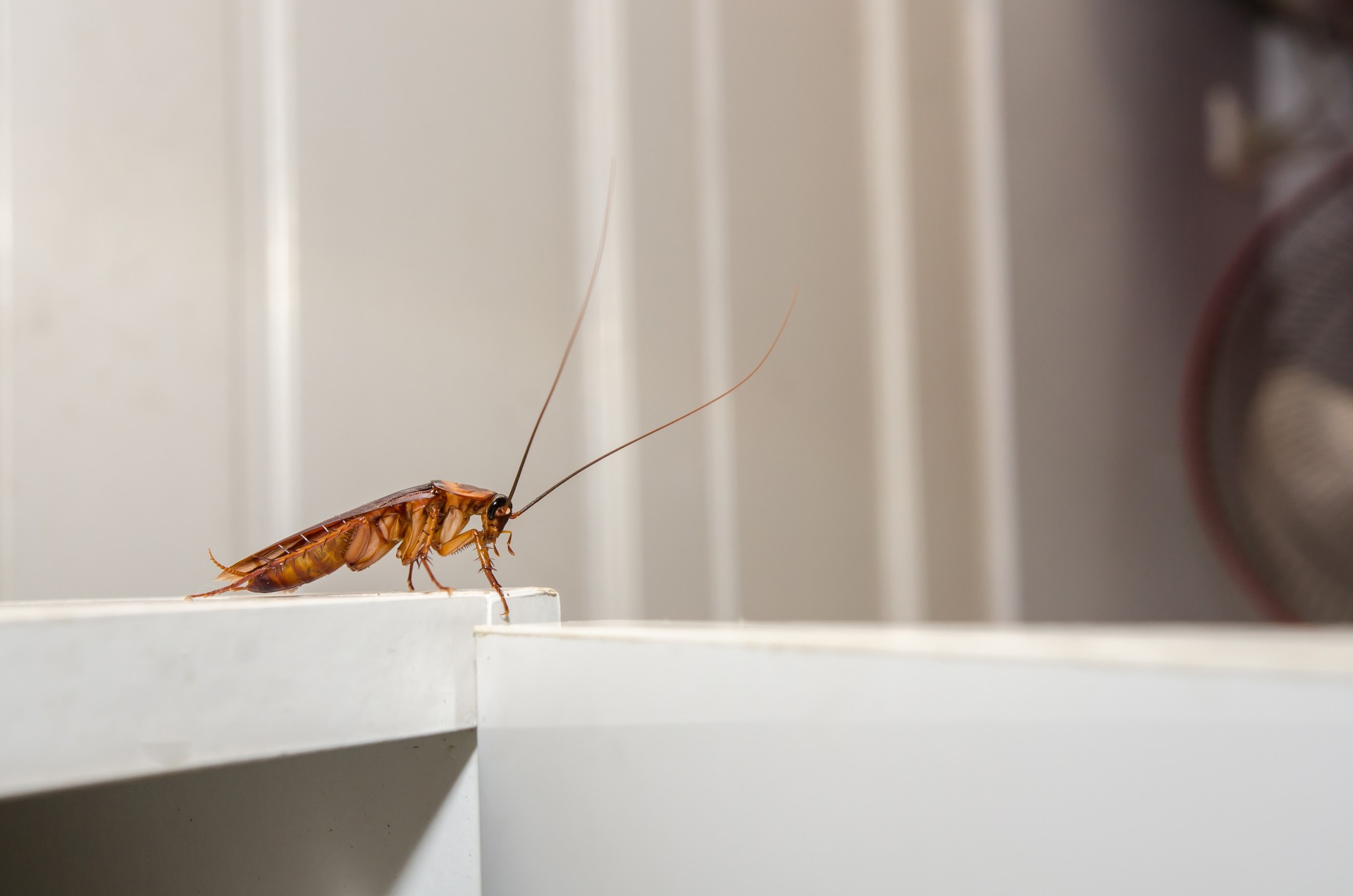 Cockroach Extermination by Bug-N-Out Pest Solutions