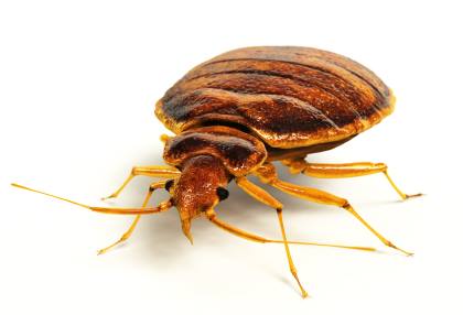 Bed bug extermination by Bug-N-Out Pest Solutions