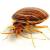 Mc Clellandtown Bedbug Extermination by Bug-N-Out Pest Solutions