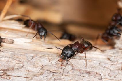 Carpenter ant extermination by Bug-N-Out Pest Solutions