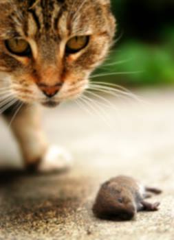 Rodent control by Bug-N-Out Pest Solutions