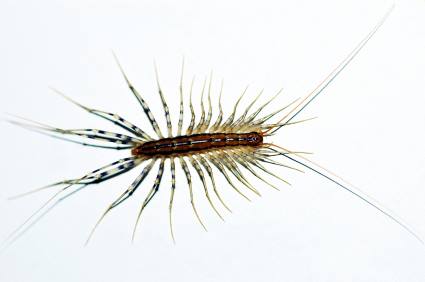 Centipede and millipede control by Bug-N-Out Pest Solutions