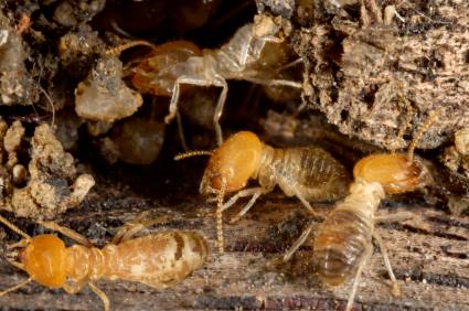 Termite control by Bug-N-Out Pest Solutions