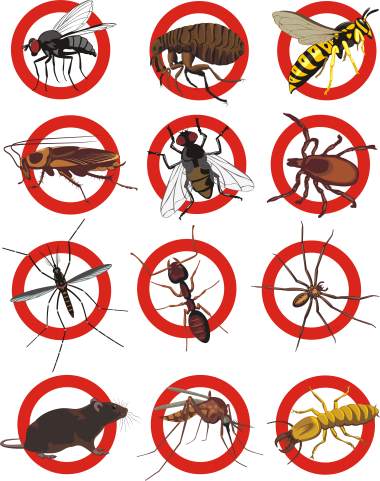 Pest control services by Bug-N-Out Pest Solutions